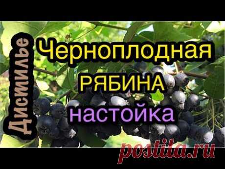 Настойка из черноплодной рябины