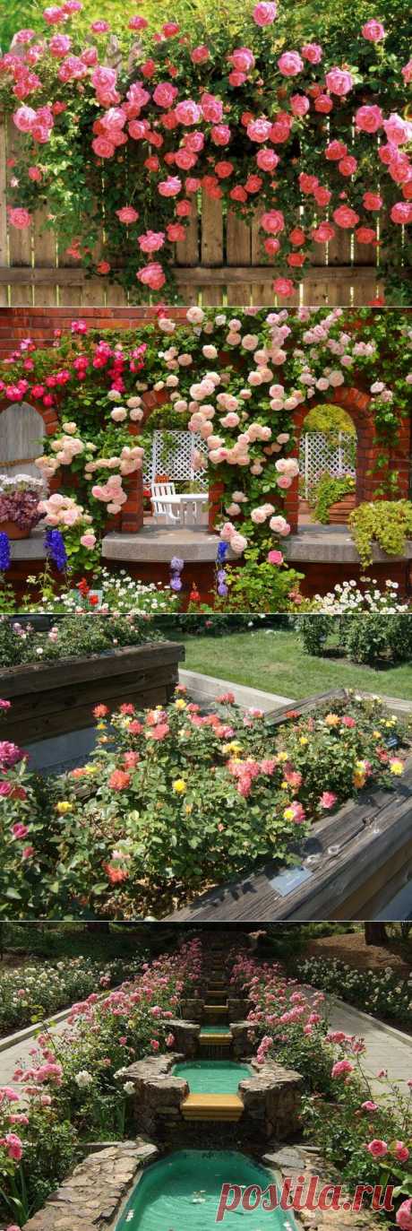 Лучшее украшение для сада: розарий - Портал «Домашний»