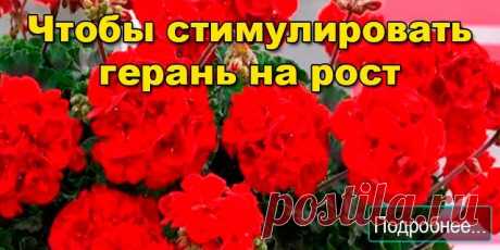 Чтобы стимулировать герань на рост - ПОЛЕЗНЫЕ СОВЕТЫ