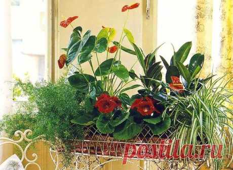 Цветы, которые несут в Ваш дом любовь - Значение комнатных растений