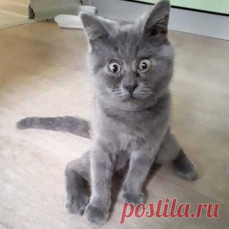 Очередной милый, но весьма странный российский кот стал популярным в сети В Ростове-на-Дону обнаружился удивительный кот, быстро прославившийся практически во всем мире.