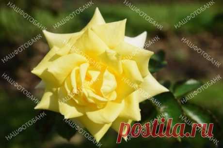 Жёлтая роза крупным планом Цветок жёлтой розы крупным планом на фоне зелёной травы в солнечный день в саду летом. Садоводство, цветы в природе.