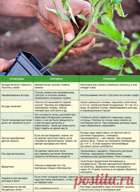 (23) Одноклассники     ТОП-5 ПРОБЛЕМ С РАССАДОЙ ТОМАТОВ И ПУТИ ИХ РЕШЕНИЯ