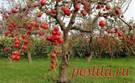 5 осенних подкормок яблони для лучшего плодоношения