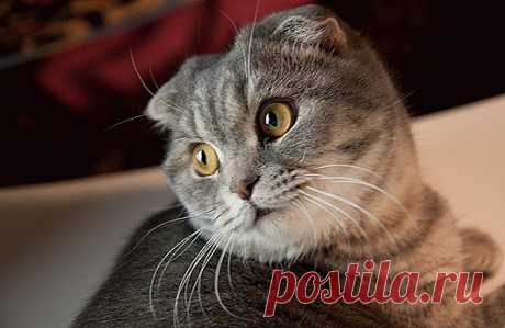 Самые удивительные породы кошек: Шотландская вислоухая кошка