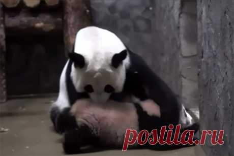 Панда Катюша недовольна смотровым вольером. Попытки большой панды Диндин показать малышку посетителям зоопарка не увенчались успехом.