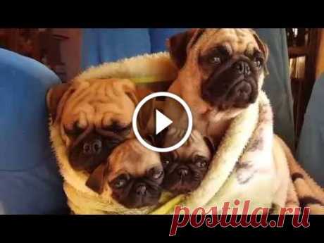 Cuddle Time With A Pug Family