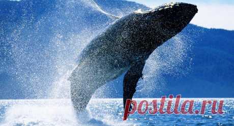 Парадокс Пето: Почему киты не болеют раком? Ведь в их телах намного больше клеток | Книга животных