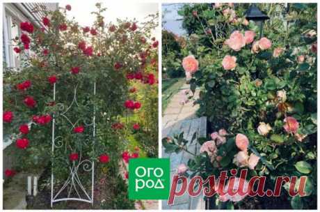 Семь шагов к созданию розария легкого ухода | Розы (Огород.ru)