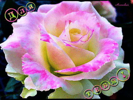 Бело – розовая роза для тебя - анимационные открытки и картинки gif Бело – розовая роза для тебя - Цветы анимационные gif картинки и открытки поздравления