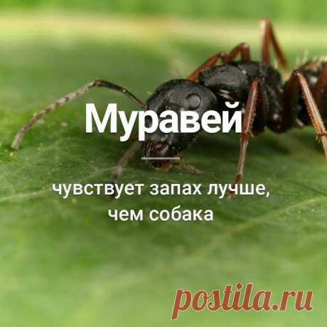 Наша Чудесная Планета: Наука и факты