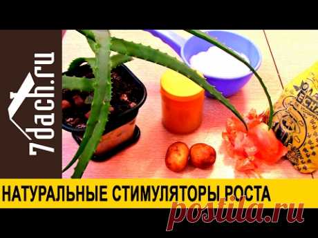 Как приготовить стимуляторы роста из алоэ, картофеля, золы, луковой шелухи и меда  - 7 дач