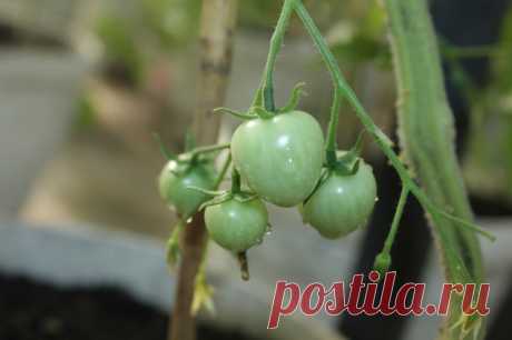 Польза томатной ботвы для огорода - Садоводка