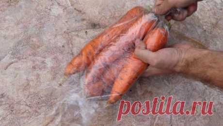 Как правильно убрать морковь и подготовить корнеплоды к зимнему хранению? Видео — Ботаничка.ru