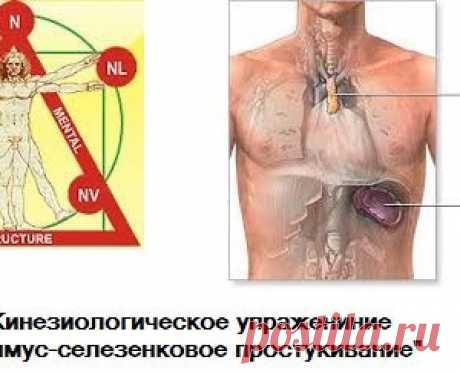 Тимус-селезенковое простукивание — кинезиологическое упражнение для поднятия иммунитета - МирТесен