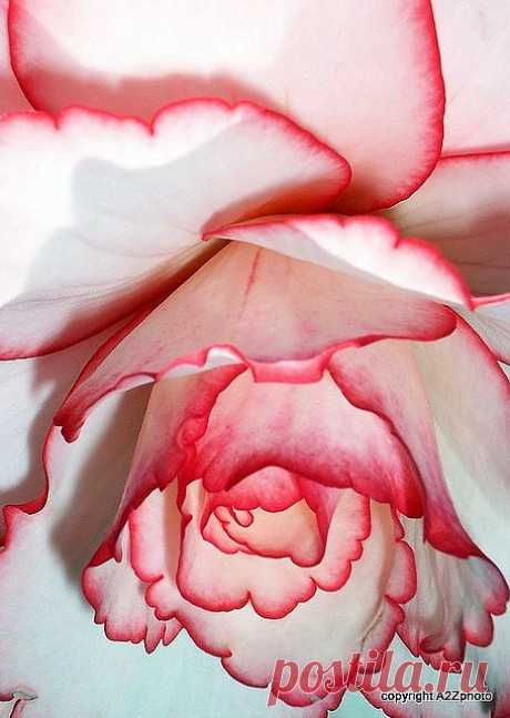Rose | Beautiful Flowers