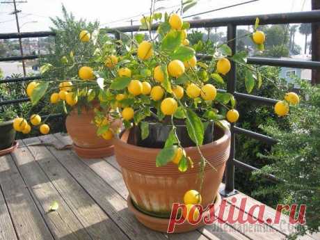 Выращивание Лимонного дерева в домашних условиях