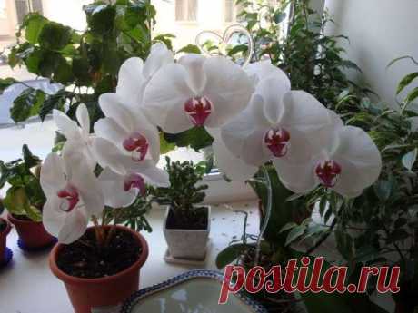 Орхидея в доме: приметы, суеверия и правила круглогодичного цветения