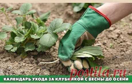 #ОвощеводствоПарники

 
Календарь ухода за клубникой с весны до осени

Календарь ухода за клубникой с весны до осени. 
Клубника (садовая земляника) – довольно капризная культура. Поэтому за ней нужно тщательно ухаживать с ранней весны до поздней осени. Мы расскажем, какие работы и в какое время нужно проводить. 

За клубничной грядкой начинают ухаживать еще до того, как полностью сойдет снег (обычно в марте), а заканчивают работы с наступлением заморозков. 

Март 
Когда на...