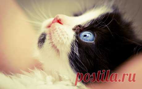 Обои Черно-белый котенок с голубыми глазами на рабочий стол, страница