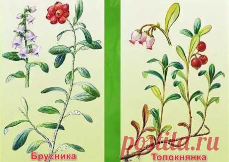 Толокнянка и брусника — основные отличия: внешний вид растений, вкус, размер, цвет и характеристика ягод, фото