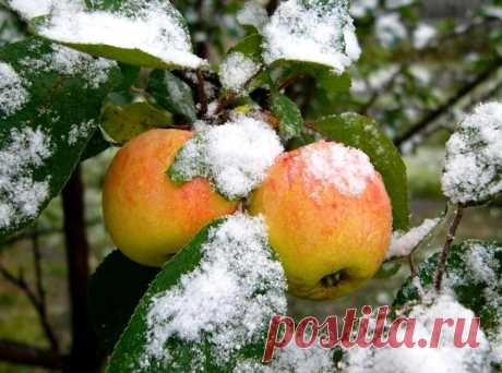 Как хранить яблоки зимой?