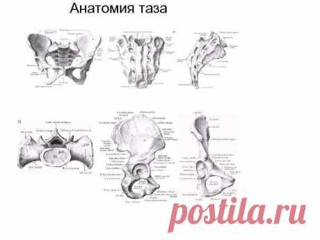 Анатомия биомеханика таза Остеопатические диагностика и лечение МЭТ