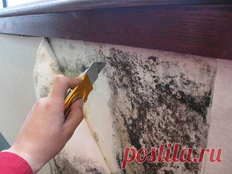 Штукатурка, которая высушит мокрые стены - 100% защита от плесени и грибка | Ремонтдом | Яндекс Дзен