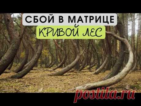 Сбой в Матрице -  кривой лес в Рязанской области