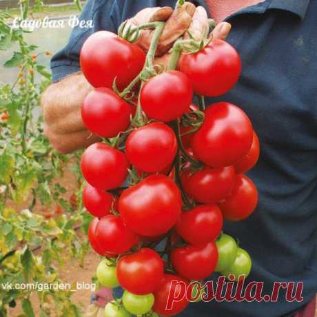 Секреты хорошего урожая помидоров