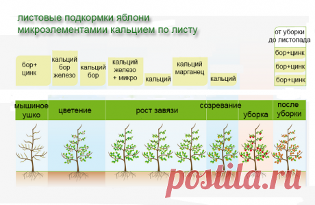 Виноградная долина. - Просмотр темы - Удобрение и подкормки.