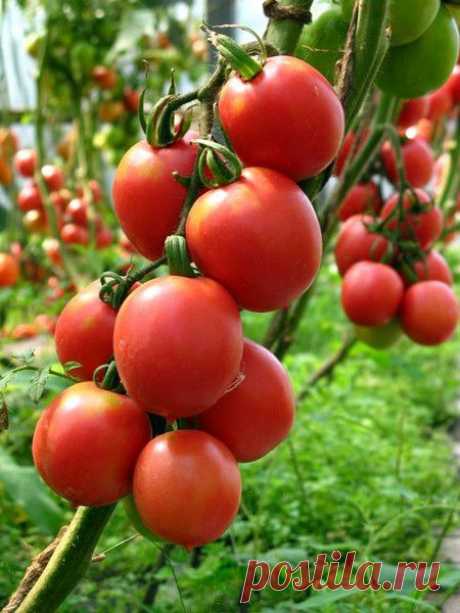 Как избавиться от фитофторы томатов - полезные рецепты | Дачный участок