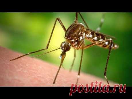 Укусы мошек и комаров: первая помощь | О самом главном
