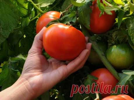 Сделайте томатам "больно", и они отблагодарят Вас богатым урожаем. Методы, которые помогут получить хороший урожай | КОТоПЁСоМАНИЯ | Яндекс Дзен