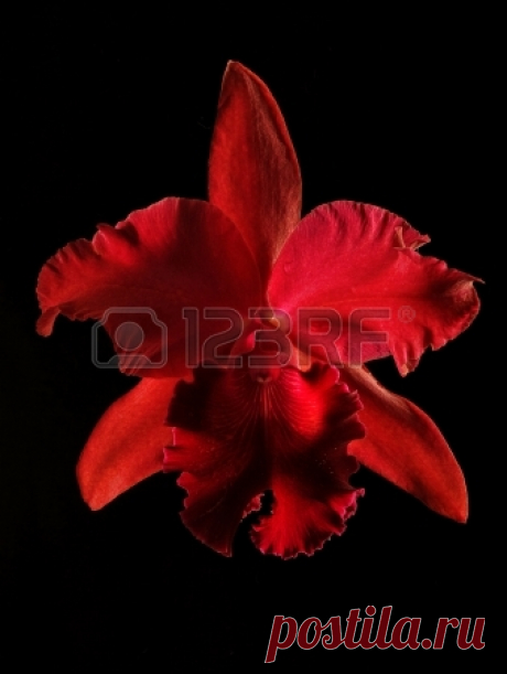 13798838-a-beautiful-red-orchid-flower-isolated-on-a-black-background.jpg (Изображение JPEG, 339 × 450 пикселов)
