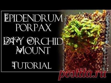 Epidendrum porpax DIY Orchid Mount Tutorial