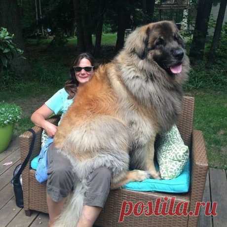 20+ Человек, которые хотели собаку, но в итоге получили гигантского шерстяного волка