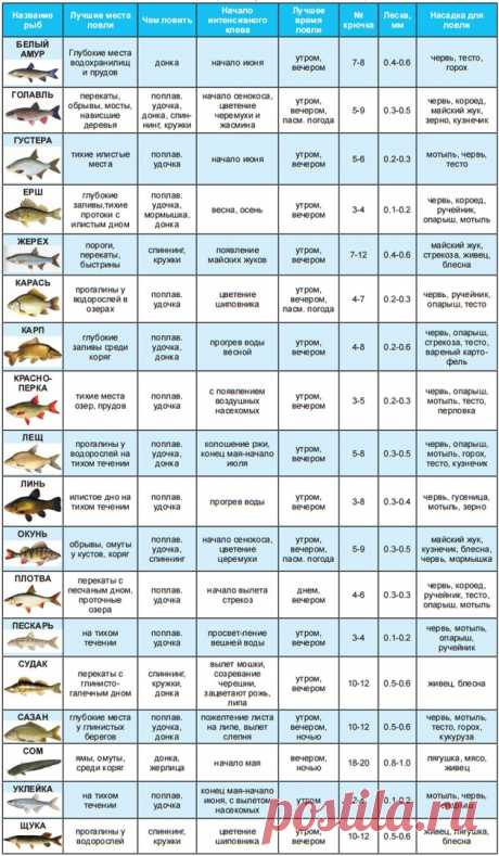Шпаргалка рыбака (сводная таблица по ловле разных видов рыб)
