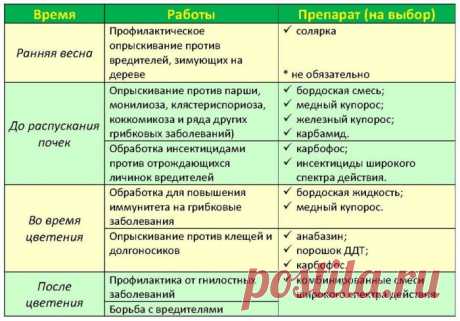 Опрыскивание плодовых деревьев и кустарников весной от болезней и вредителей: сроки, графики, препараты. Когда и чем обработать плодовые деревья и кустарники ранней весной и после цветения?