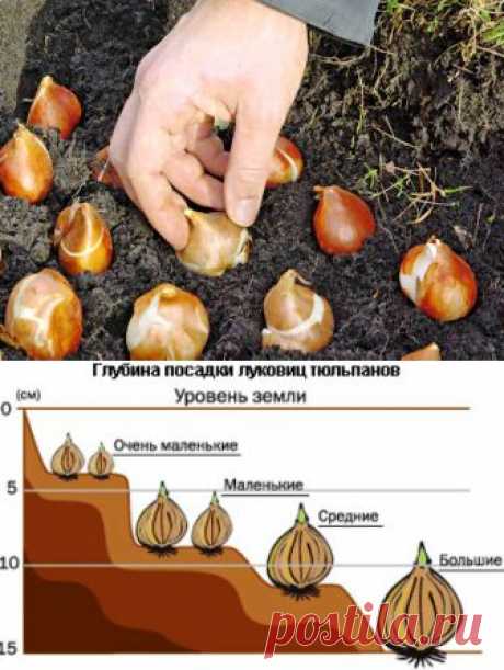 (+1) тема - Посадка тюльпанов осенью | 6 соток