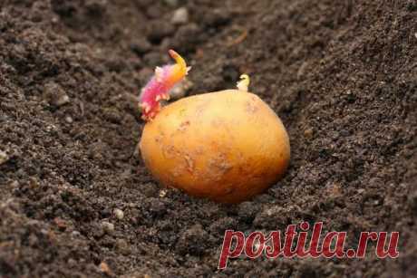 Посадка картофеля: традиционные и необычные способы
