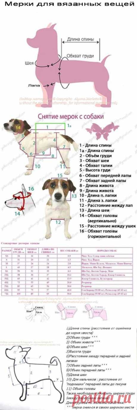 СНЯТИЕ МЕРОК ДОМАШНИХ ЖИВОТНЫХ / Прочие виды рукоделия / Другие виды рукоделия