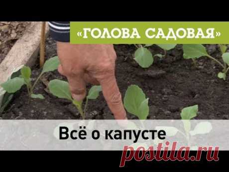 Голова садовая - Все о капусте