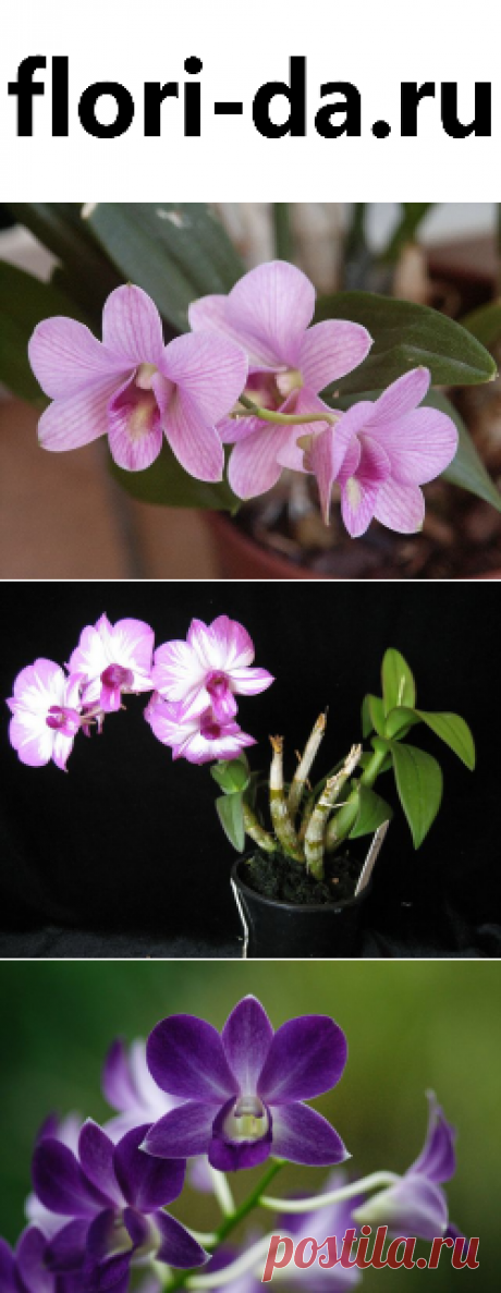 Дендробиум фаленопсис: фото, рекомендации по уходу | flori-da.ru