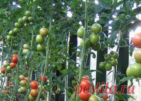 Главные ошибки при выращивании помидоров