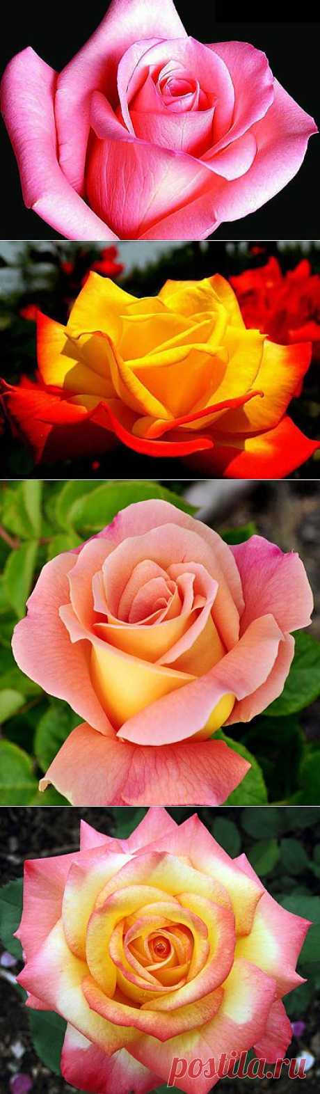 Розы красивые картинки и фото