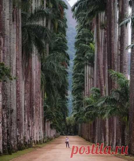 Ботанический парк в Рио-де-Жанейро, Бразилия ...