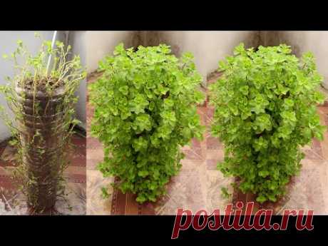 Amazing Ideas | Recycle Plastic Bottles to Grow Mint at Home for Beginners