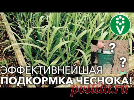 ПРОВЕДИТЕ ПОДКОРМКУ ЧЕСНОКА ЭТИМИ 2 ИНГРЕДИЕНТАМИ! Вы удивитесь результатом сверхурожая!