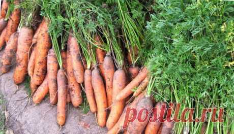 4 самых популярных сорта Моркови, которые выбирают 95% дачников | ГАРДЕН (советы для сада) | Яндекс Дзен